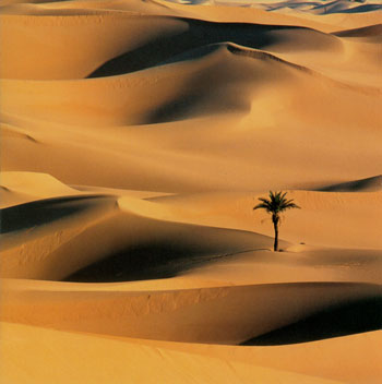 desert palms